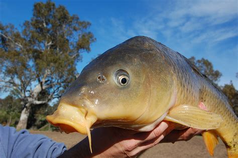 Fishing as a carp control method - PestSmart