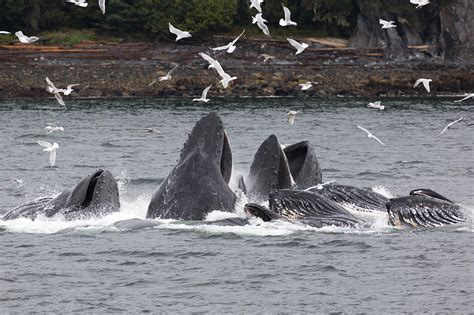 Humpback whales bubble net feeding Photograph by Eric Johnson - Pixels