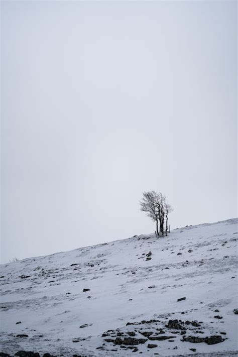 Slope in Snow · Free Stock Photo