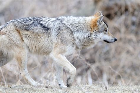 Mexican Gray Wolf (Canis lupus baileyi) – The Wolf Intelligencer