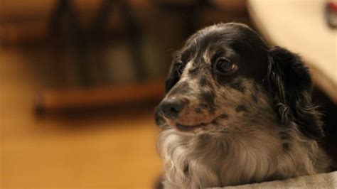 Impressive Long Haired Blue Merle Dachshund - Sweet Dachshunds