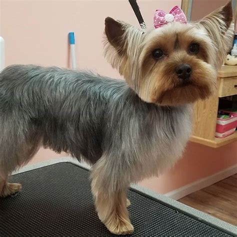 80+ Adorable Yorkie Haircuts For Your Puppy | Yorkie haircuts, Yorkie hairstyles, Yorkie puppy