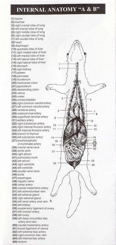 Anatomy Of Ferret - Anatomical Charts & Posters