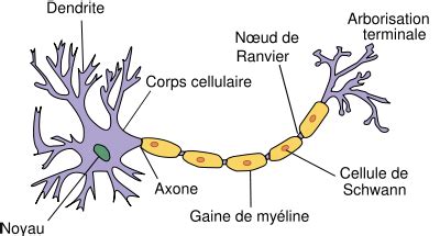 File:Neurone français schéma.svg - Wikimedia Commons