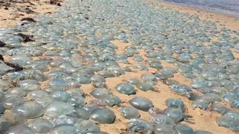 Hordes of Jellyfish Take Over Australian Beach