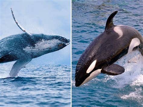 Orcas Filmed Terrorizing Humpback Whales in Battle off Washington Coast ...