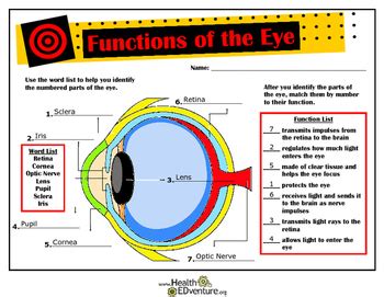 Functions and Anatomy of the Eye by Health EDventure | TpT