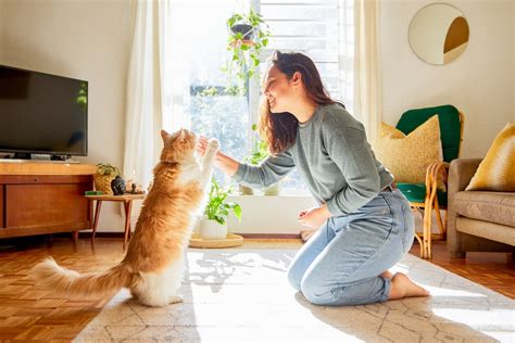 How Cats Can Help With Depression, Stress, Anxiety, and Mental Health