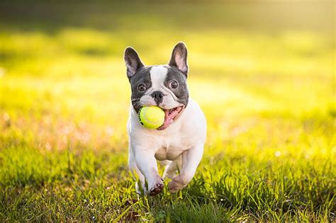 HD wallpaper: look, dog, French bulldog | Wallpaper Flare