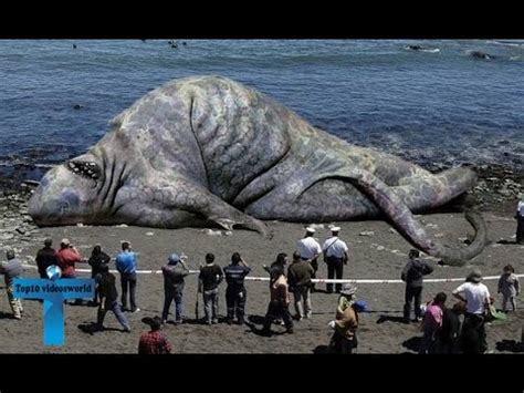 Top 10 Largest Animals In The World Ever Recorded - YouTube