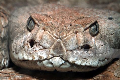 Image result for rattlesnake eyes | Poisonous snakes, Rattlesnake, Snake