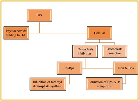 Mechanism of action of bisphosphonates. | Download Scientific Diagram