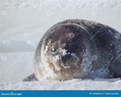 Cute baby seal stock image. Image of marine, closeup - 142966613