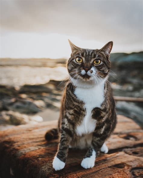 Mujer paga una sesión de fotos profesional para su gato, no se arrepiente