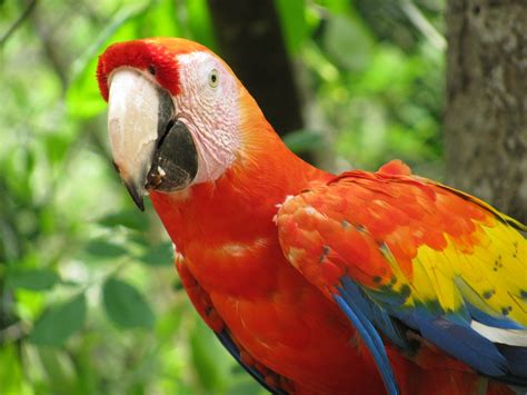 Scarlet McCaw. The National bird of Honduras as seen in Copan. | Copan ...