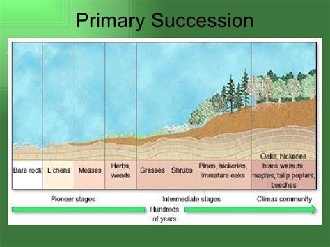 Ecological succession