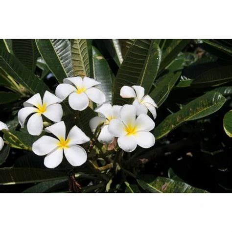 Chafa Plant at ₹ 50/piece | Flower Plant in Pune | ID: 15257144255