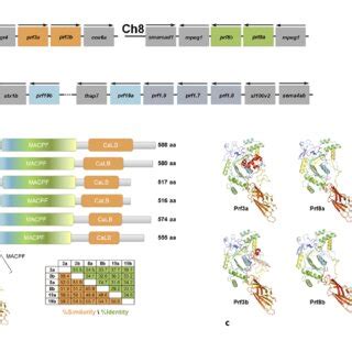 Sequence location and structural domains of zebrafish perforin genes. a... | Download Scientific ...