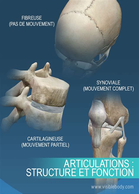 Apprentissage de l'anatomie du squelette | Articulations et ligaments