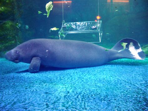 Trichechus senegalensis / West African manatee in zoos