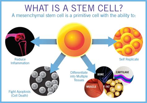 Stem Cell Therapy for Back Pain