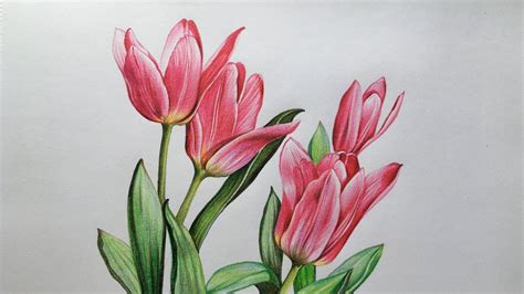 Tulip Flower Drawing Images With Colour - pic-cafe