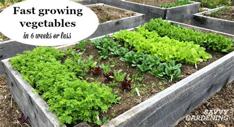 Plant fast growing vegetables for a homegrown harvest in 6 weeks or less