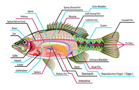 Internal anatomy of fish, internal parts of fish with diagram