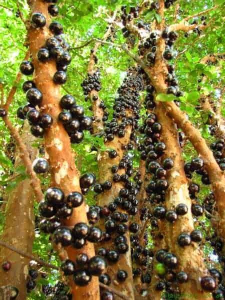 Jabuticaba - the Beautiful Tree That Grows the Fruit on Its Trunk - 1001 Gardens