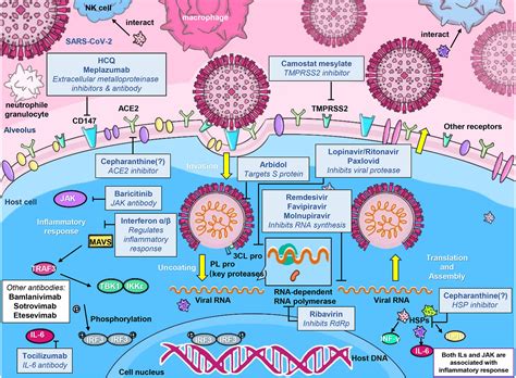 Frontiers | Molnupiravir and Its Antiviral Activity Against COVID-19