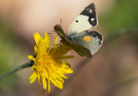 Colias croceus - Butterflies of Croatia