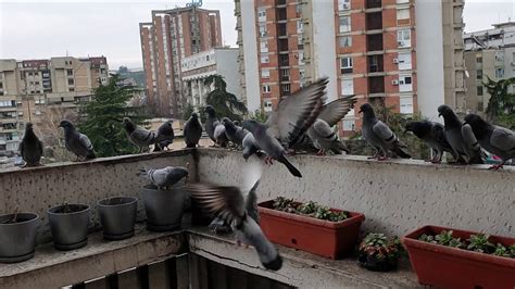 Feeding City Pigeons Almost At Home! - YouTube