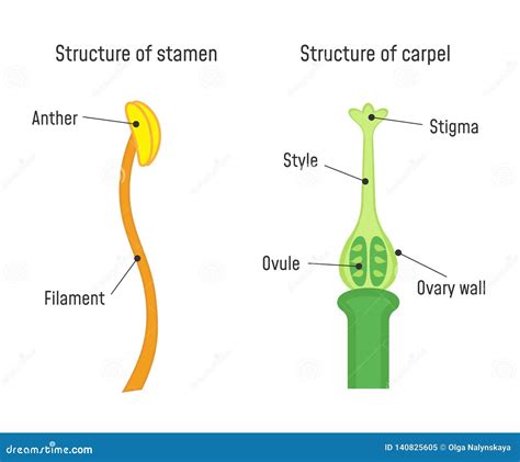 Structure Of Pistil In The Section At The Time Of Double Fertilization ...