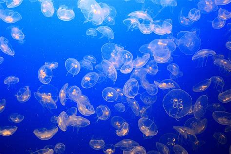 HD wallpaper: jellyfish, underwater, aquarium, blue, lake, ocean, deep, sea | Wallpaper Flare