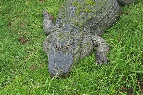 Download free photo of Crocodile,nile,reptile,carnivore,predator - from ...