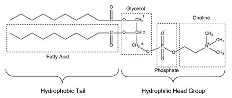 Phospholipids in Pharmaceutical Form Line Extensions - Pharma Excipients