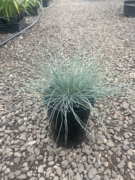 Blue Fescue - Westlake Nursery