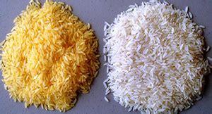 Genetically Modified Crops: The Golden Rice - THPSC