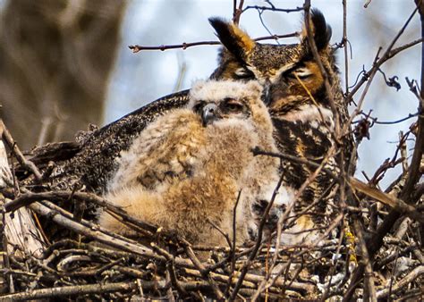 Sleepy-eyed Great Horned Owl Chicks | by Randy Runtsch | Wildlife ...