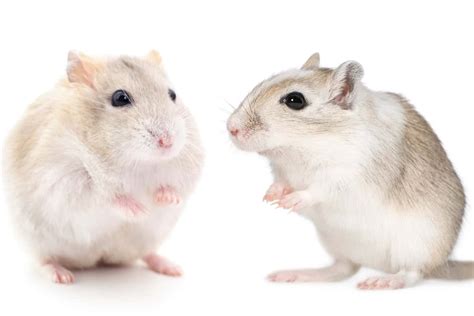 Hamster vs Gerbil (Differences & Similarities)