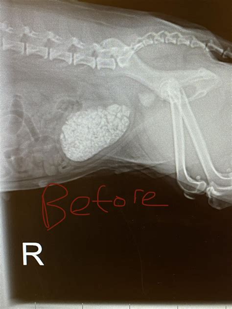 Cystotomy (Bladder Stone Removal Surgery) : r/VetTech