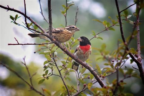 Male and Female Red Breasted Grosbeak