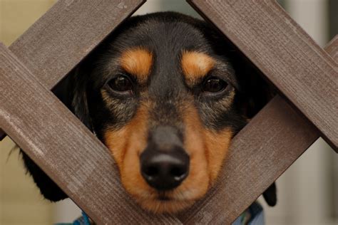 File:Funny dog.jpg - Wikipedia