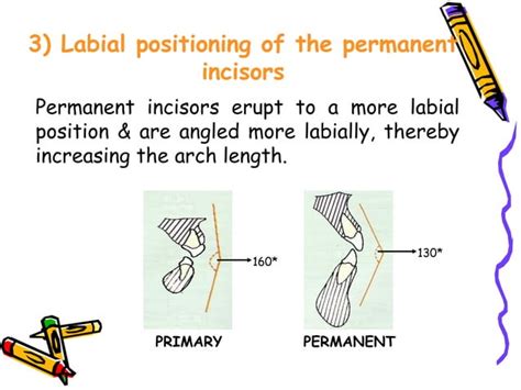 the-mixed-dentition-pedodontics