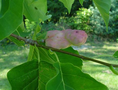 cucumber magnolia tree identification - Martina Vanwinkle