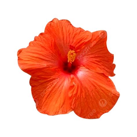 A Hawaiian Hibiscus, Hawaiian Hibiscus, A Hawaiian Hibiscus Flower, Hawaiian Hibiscus Flower PNG ...