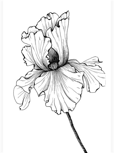 "Hand drawn black pen iris Flower drawing" Art Print for Sale by ...