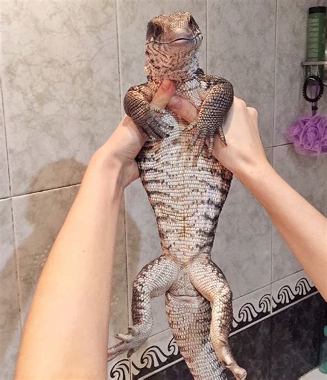 This Lizard Proves That Reptiles Can Be Cute Pets Too | Bored Panda