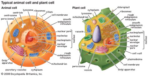 Cell Structures and Functions - Cell Organelles