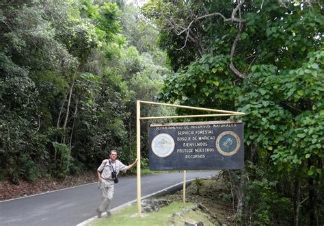 sunshinecoastbirds: Birding Puerto Rico